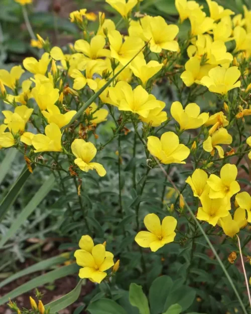 Linum flavum, Goldlauch