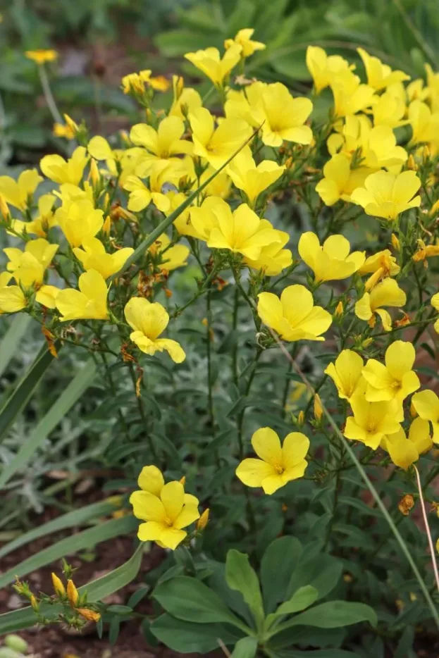 Linum flavum, Goldlauch