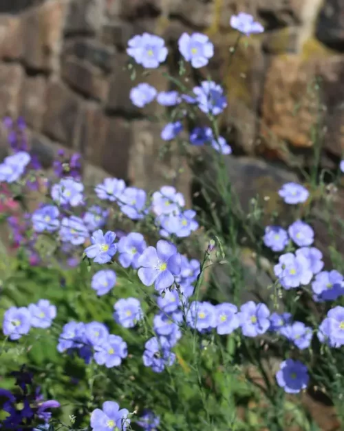 Linum perenne, Stauden-Lein