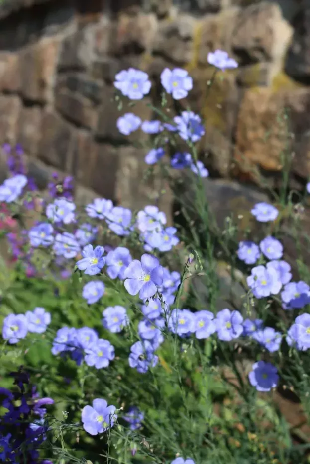 Linum perenne, Stauden-Lein