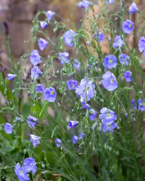 Linum perenne, Stauden-Lein