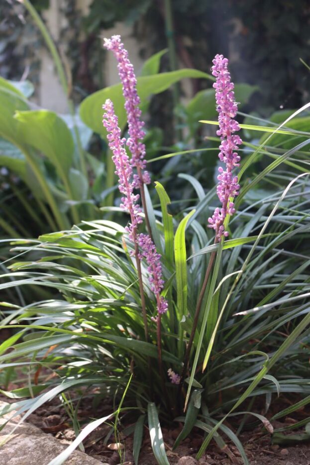 Liriope muscari 'Ingwersen', Lilientraube, Glöckchentraube