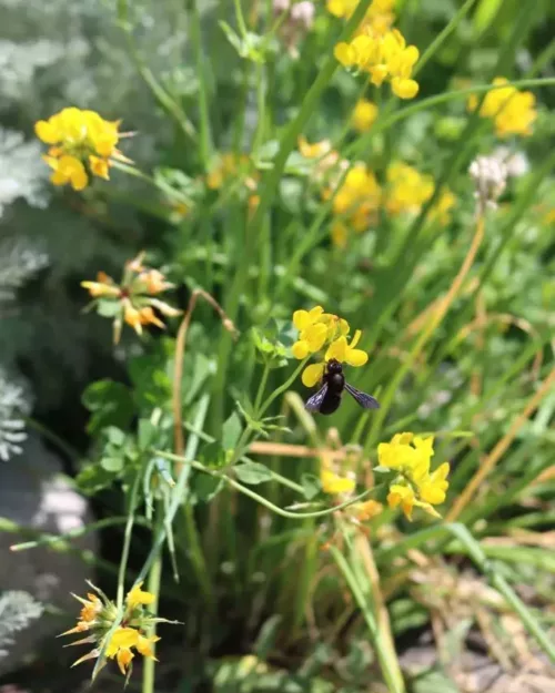 Lotus corniculatus - Hornklee