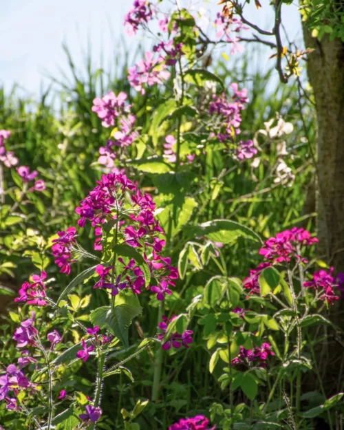 Lunaria annua, Einjähriges Silberblatt