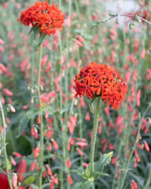 Lychnis chalcedonica, Brennende Liebe