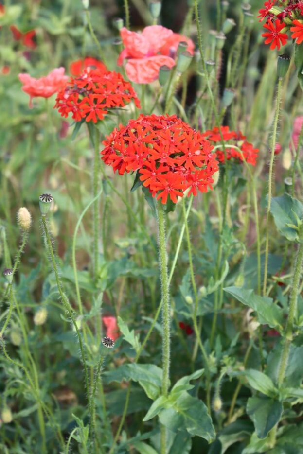 Lychnis chalcedonica, Brennende Liebe