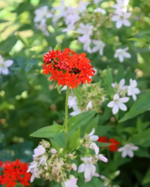 Lychnis chalcedonica, Brennende Liebe