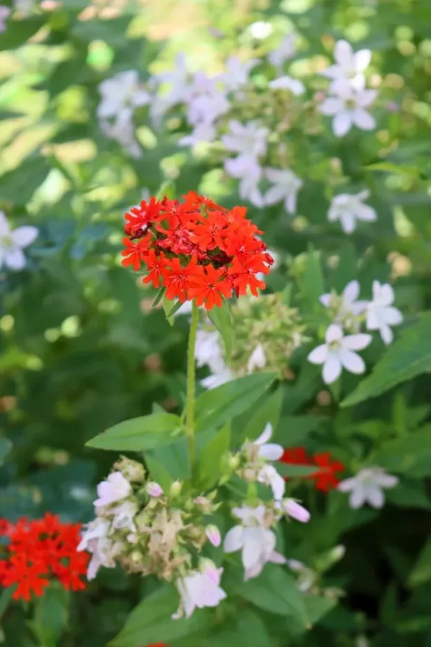 Lychnis chalcedonica, Brennende Liebe