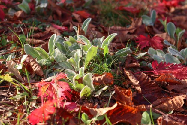 Lychnis coronaria, Kronen-Lichtnelke