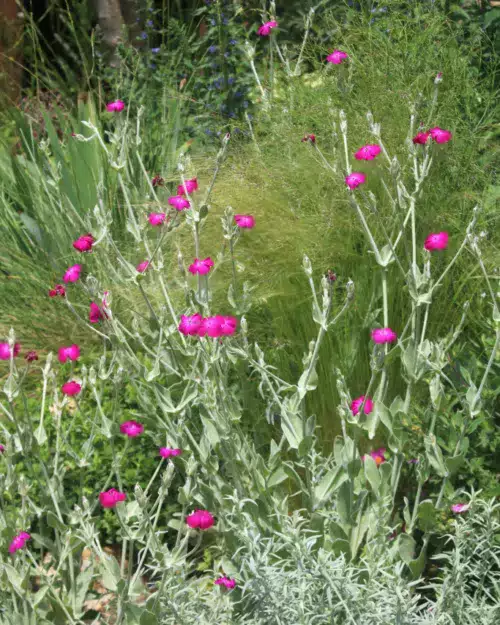 Lychnis coronaria - Kronen-Lichtnelke