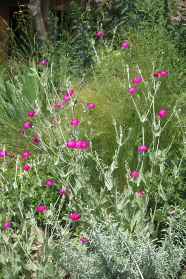 Lychnis coronaria - Kronen-Lichtnelke