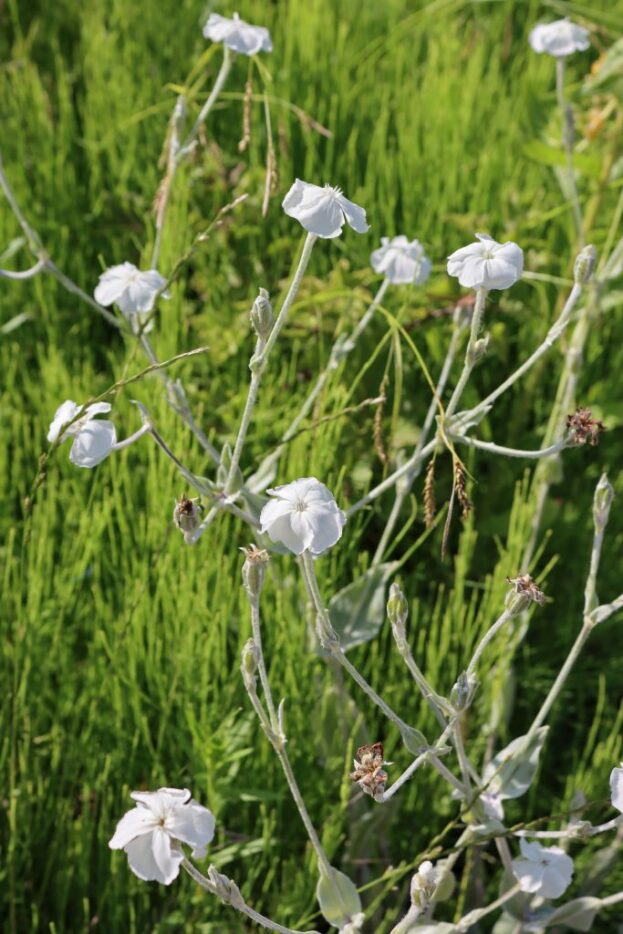Lychnis coronaria 'Alba', Kronen-Lichtnelke