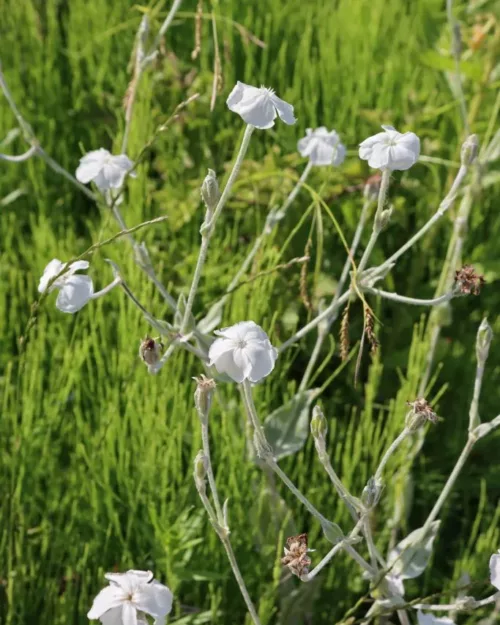 Lychnis coronaria 'Alba', Kronen-Lichtnelke