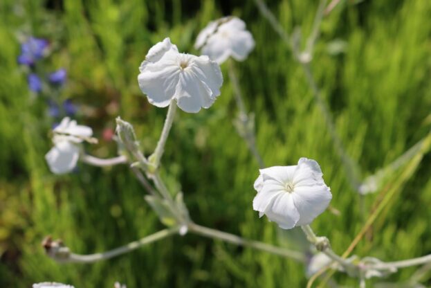 Lychnis coronaria 'Alba', Kronen-Lichtnelke
