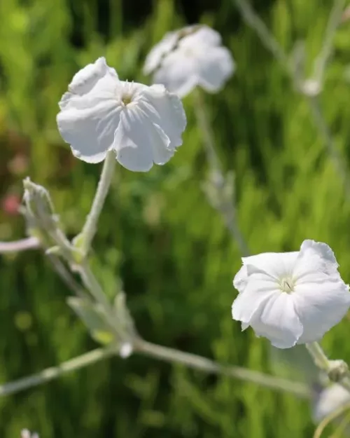 Lychnis coronaria 'Alba', Kronen-Lichtnelke