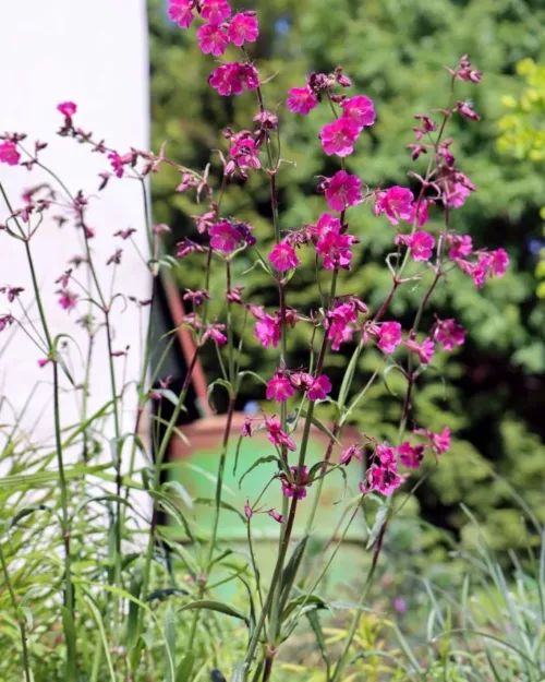 Silene viscaria 'Feuer' - Pechnelke