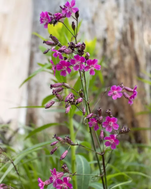 Lychnis viscaria 'Feuer', Pechnelke