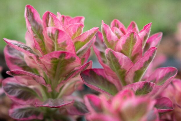 Lysimachia punctata 'Alexander', Felberich