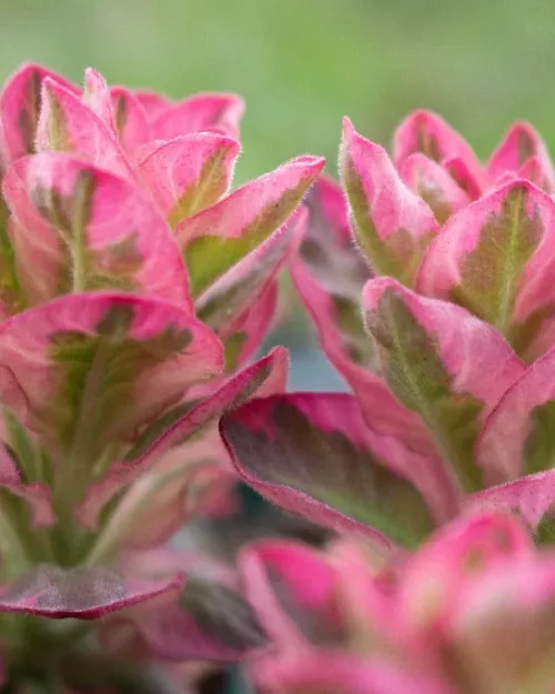 Lysimachia punctata 'Alexander', Felberich