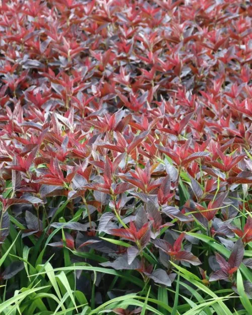 Lysimachia ciliata 'Firecracker', Bewimperter Felberich