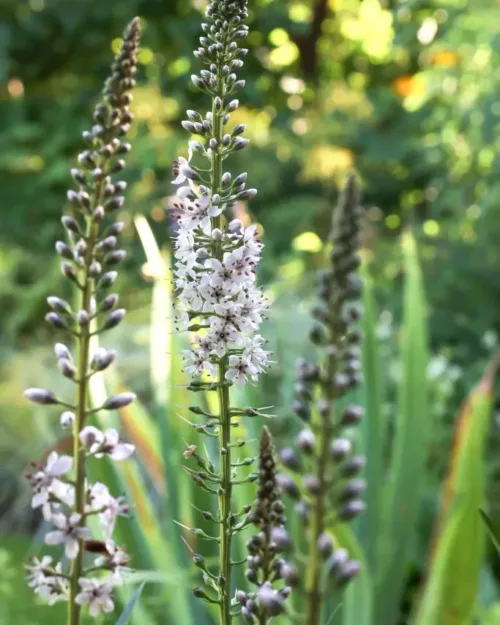 Lysimachia ephemerum, Iberischer Felberich