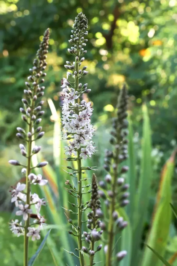 Lysimachia ephemerum, Iberischer Felberich