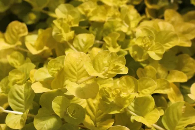 Lysimachia nummularia 'Aurea', Pfennigkraut