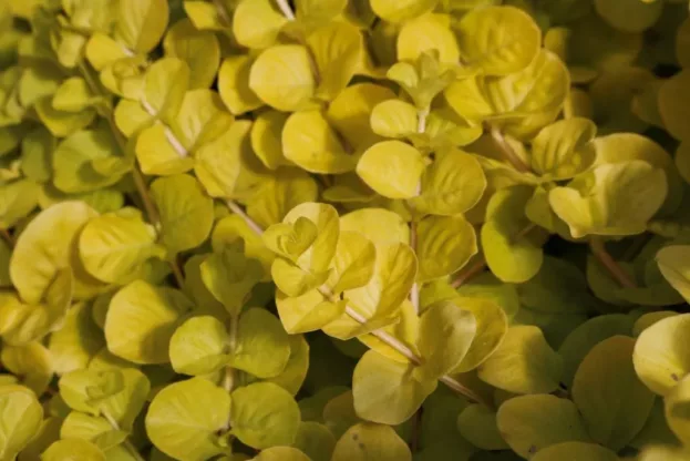 Lysimachia nummularia 'Aurea', Pfennigkraut