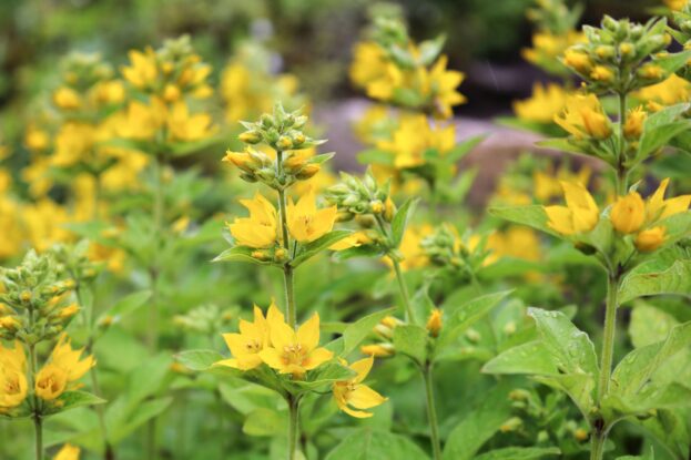 Lysimachia punctata, Goldfelberich, Gilbweiderich