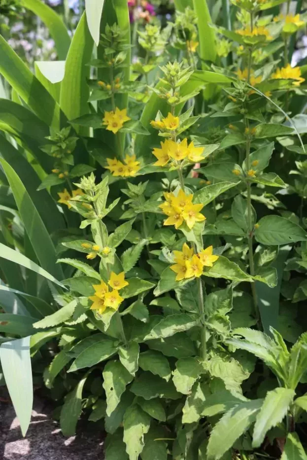 Lysimachia punctata, Gilbweiderich