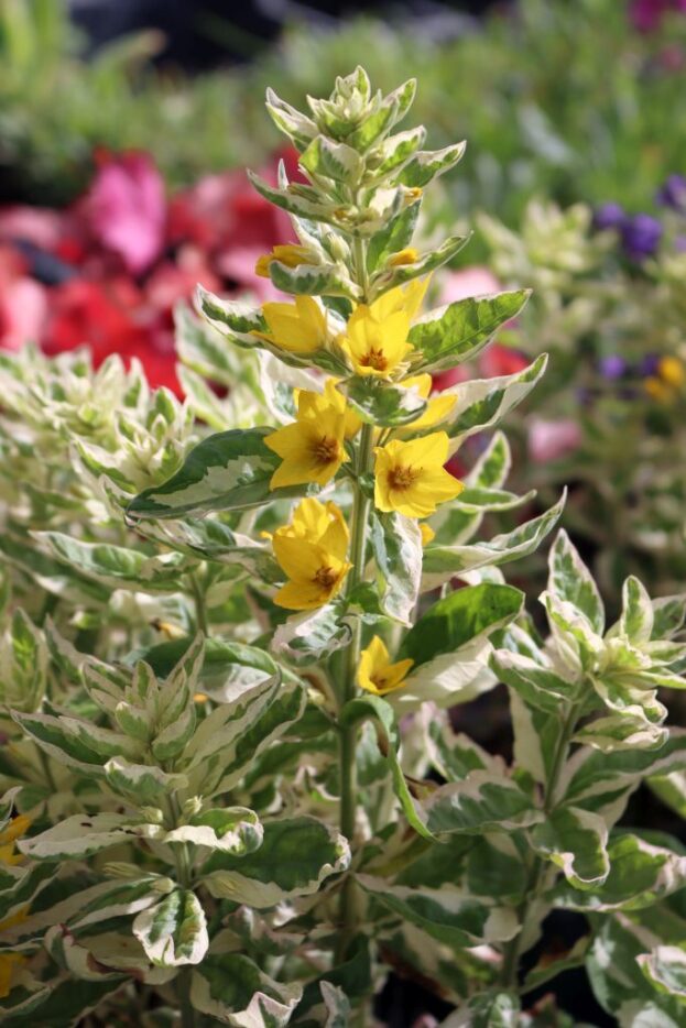 Lysimachia punctata 'Alexander', Gilbweiderich