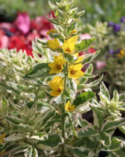 Lysimachia punctata 'Alexander', Gilbweiderich