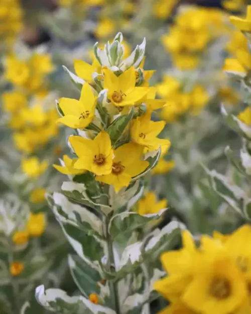 Lythrum 'Alexander', Gold-Felberich