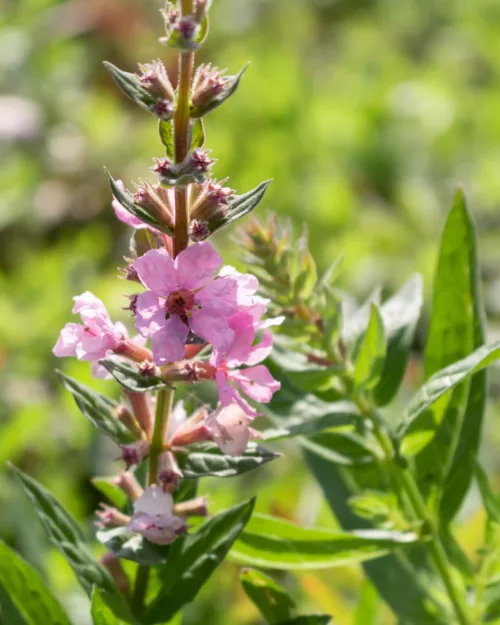Lythrum 'Blush', Blut-Weiderich