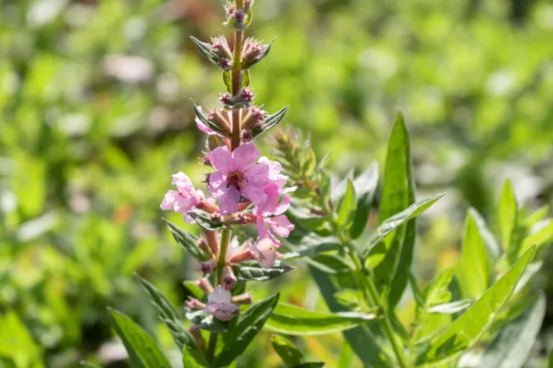 Lythrum 'Blush', Blut-Weiderich
