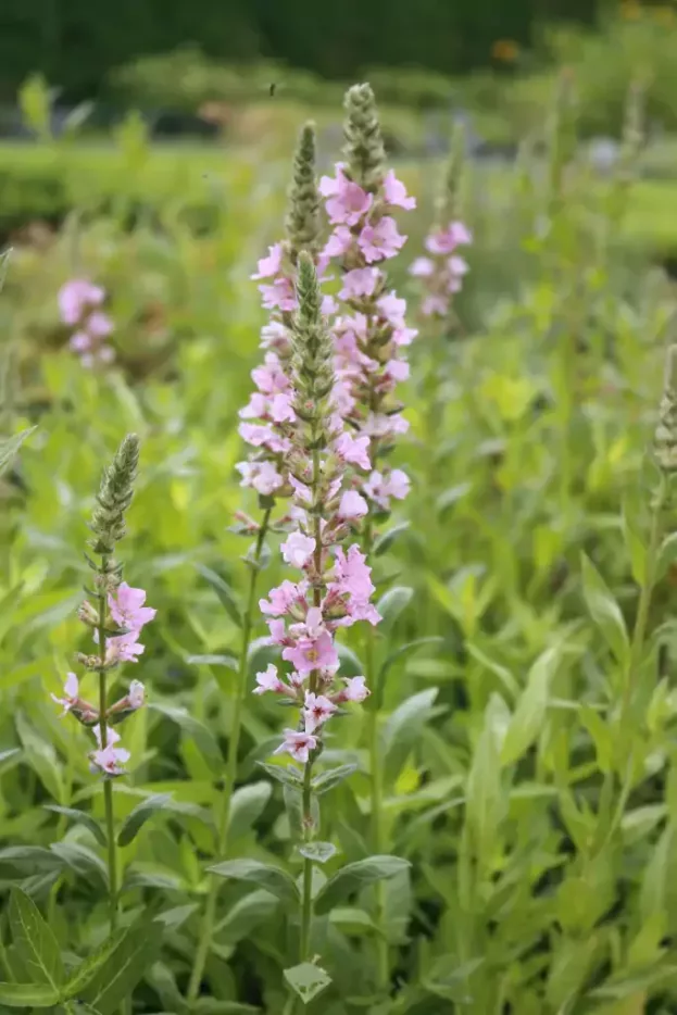 Lythrum 'Blush', Blut-Weiderich