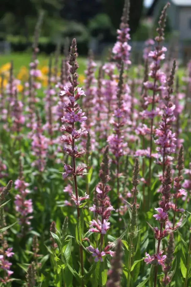 Lythrum salicaria 'JS Pink Tails'