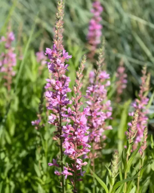 Lythrum 'Pink Tails', Blut-Felberich