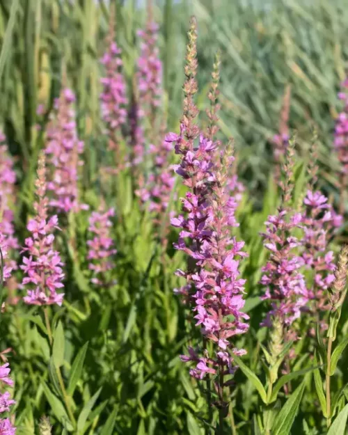 Lythrum 'Pink Tails', Blut-Felberich