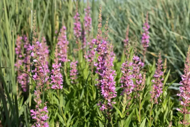 Lythrum 'Pink Tails', Blut-Felberich