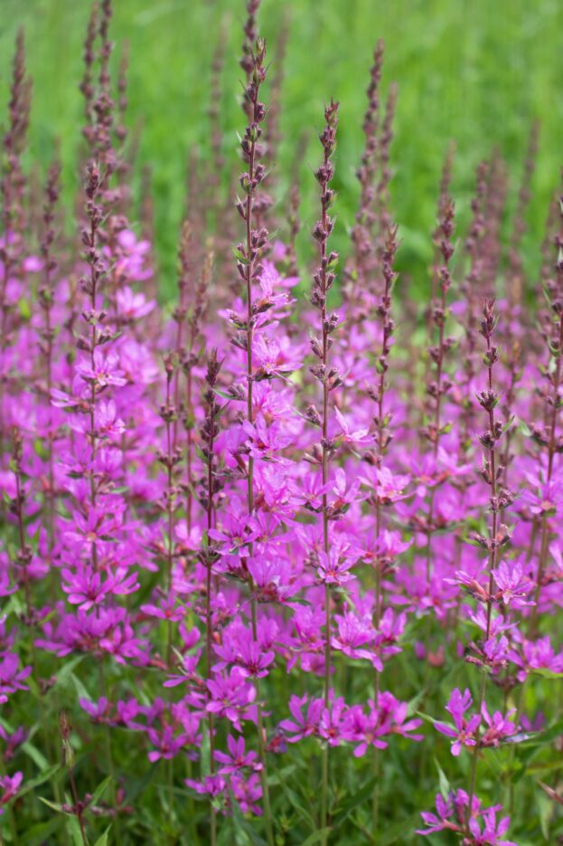 Lythrum salicaria 'Dropmore Purple', Blutweiderich