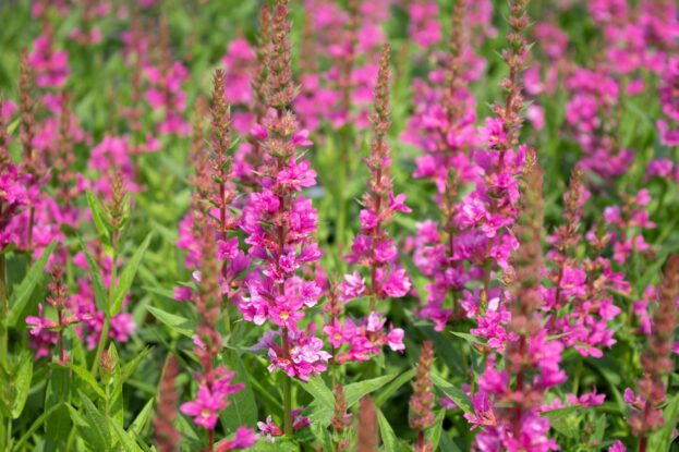 Lythrum salicaria 'Robert', Blutweiderich