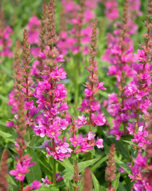 Lythrum salicaria 'Robert', Blutweiderich