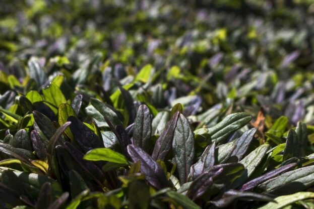 Ajuga tenorii 'Chocolate Chip'