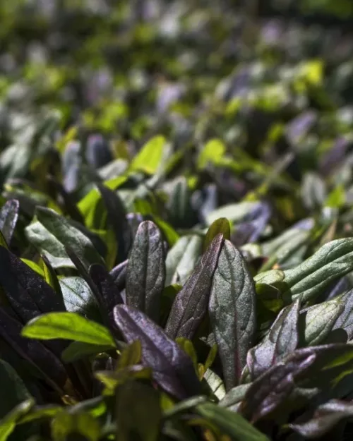 Ajuga tenorii 'Chocolate Chip'