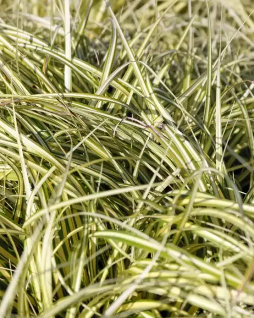 Carex Evergold - Japanische Gold-Segge