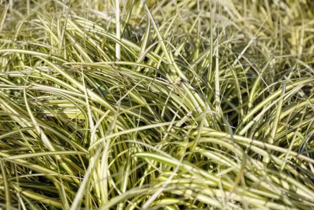 Carex Evergold - Japanische Gold-Segge
