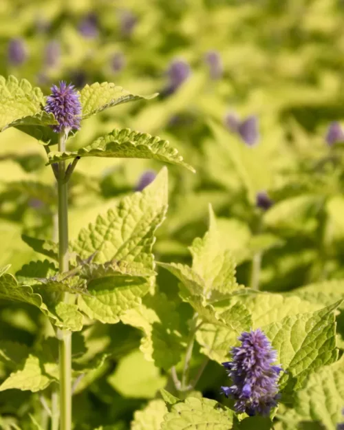 Agastache 'Golden Jubilee', Duftnessel