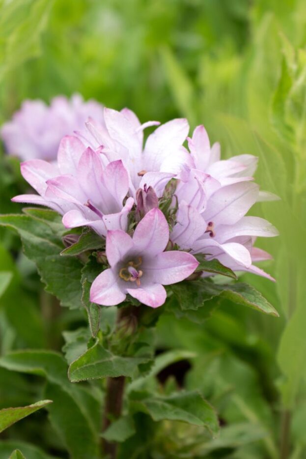 Campanula 'Caroline' - Knäuelglockenblume