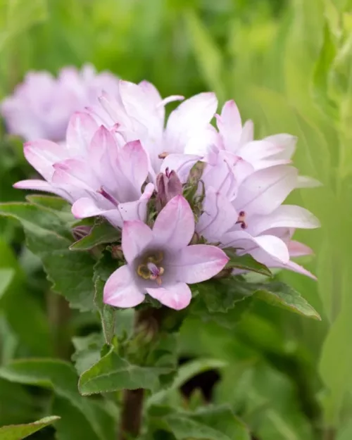 Campanula 'Caroline' - Knäuelglockenblume